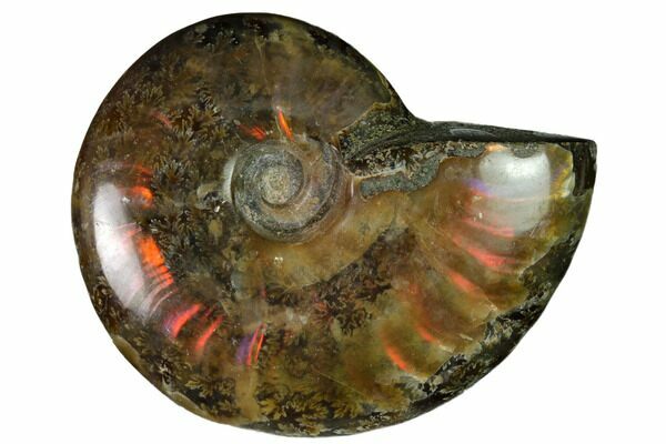 An ammonite fossil from Madagascar displaying some particularly flashy red iridescence.
